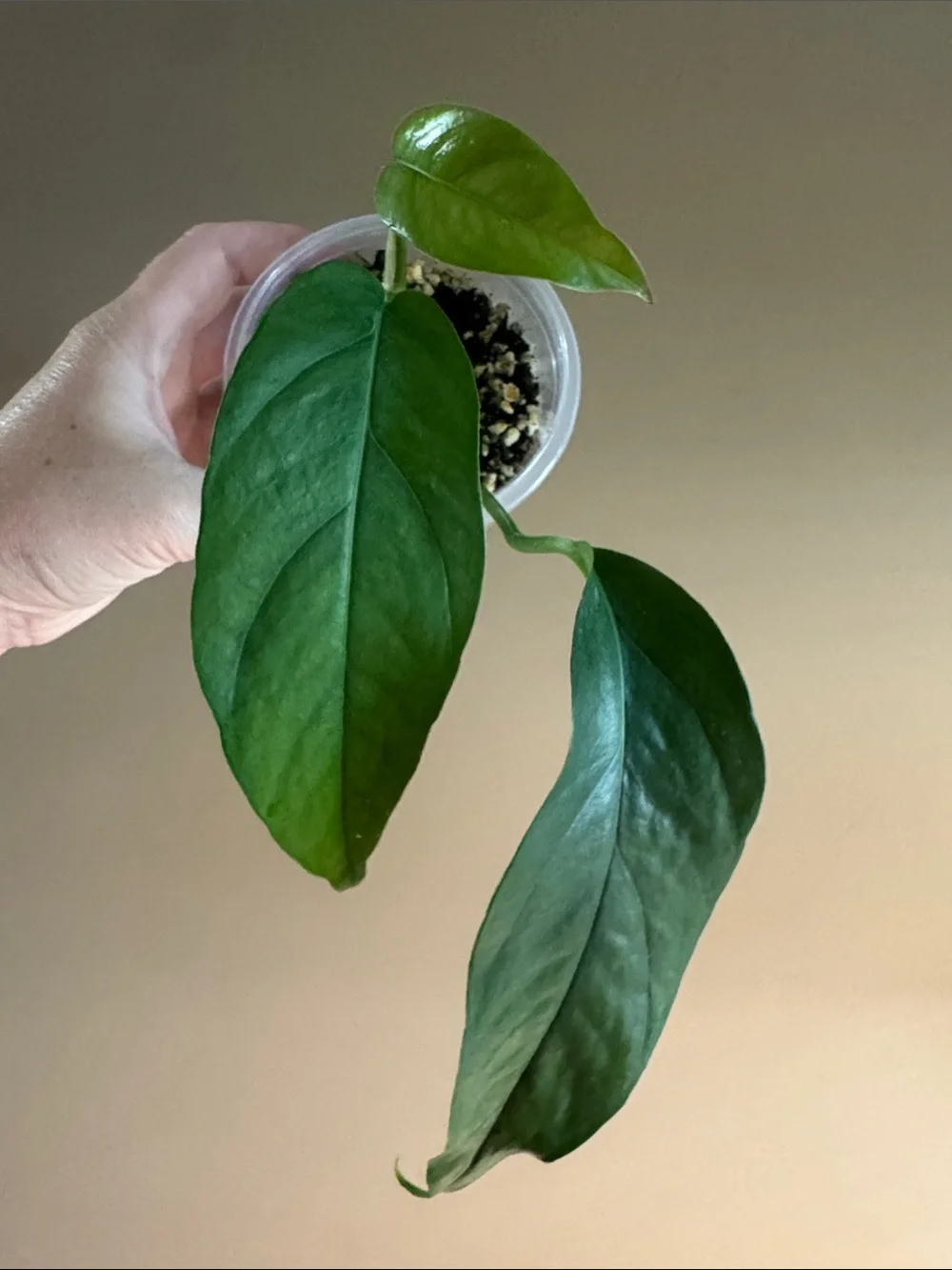 Cebu Blue Pothos-Rooted